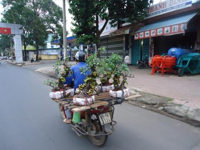 ...cây sung cảnh