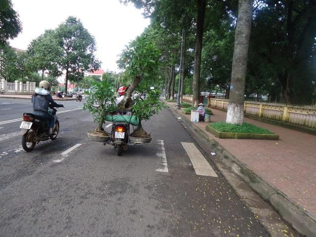 lộc vừng cảnh...