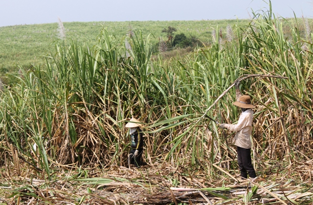 Vùng mía nguyên liệu huyện Ea Kar tạo việc làm cho nhiều lao động địa phương.