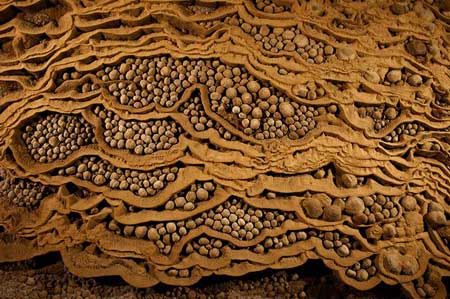 Qua hàng vạn năm, tinh thể canxi đã bao bọc những hạt cát nhỏ để tạo thành những “viên ngọc trai” quý hiếm. “Bộ sưu tập ngọc trai” vô giá này nằm gần Vườn địa đàng trong hang Sơn Đoòng