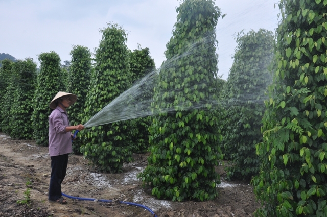 Nhờ có điện, người dân Cư Drăm đã có điều kiện để phát triển kinh tế.