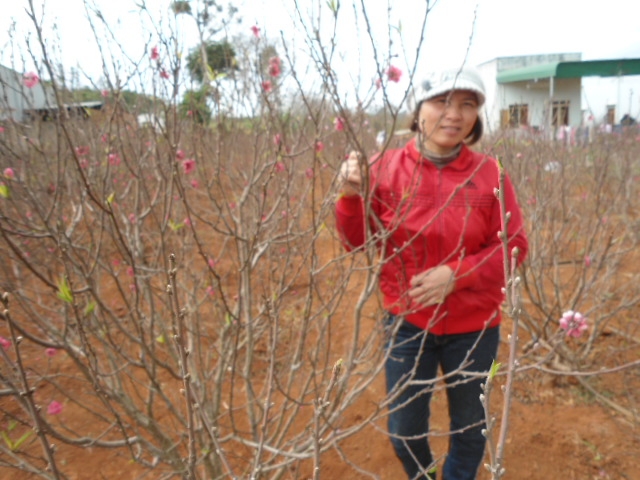 Vườn đào nhà chị Đỗ Thị Khánh.