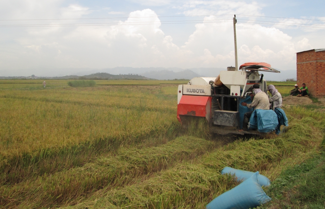 Thu hoạch lúa ở huyện Krông Ana.