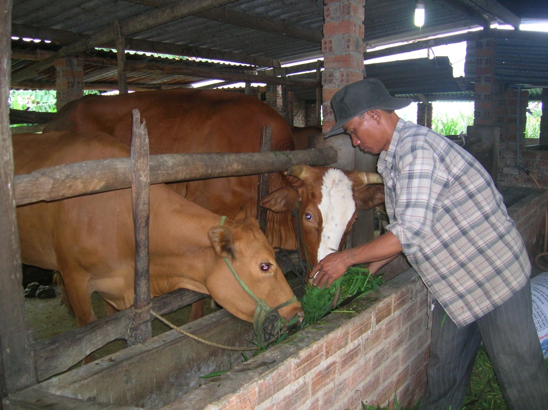 Nhiều mô hình nuôi bò vỗ béo mang lại hiệu quả kinh tế cao cho người nông dân.