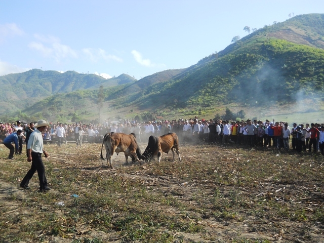 Cuộc thi chòi bò tại Ngày hội.