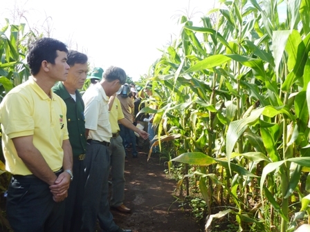 Ngô biến đổi gien được trồng khảo nghiệm tại Dak Lak