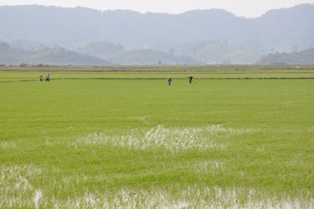 Nông dân xã Bình Hòa canh tác trên những cánh đồng "thẳng cánh cò bay"