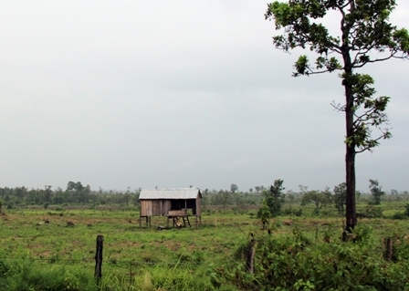 Đất rừng....