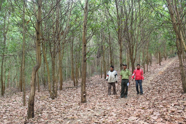 Lực lượng bảo vệ của Công ty TNHH Tín Phát tuần tra bảo vệ rừng. 