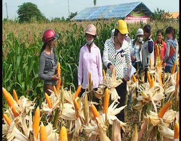 Hội viên phụ nữ  thị trấn  tham quan  mô hình trồng ngô tại tổ  dân phố 3  thị trấn M’Drak.