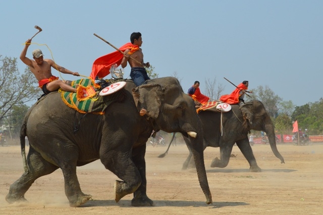 Những chú voi tranh tài trên đường đua.