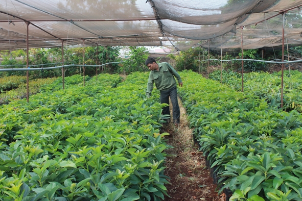 Phát huy lợi thế, xã Hòa Thắng chọn sản xuất, cung ứng giống cây trồng  là mũi nhọn trong phát triển kinh tế.