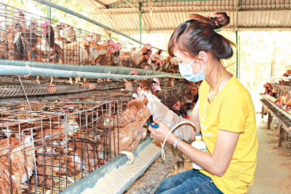 Các trang trại gia cầm trên địa bàn phường Tân Thành chủ động tiêm vắc-xin cúm A/H5N1 cho đàn gà.