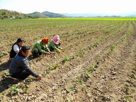 Cùng với cây lúa, trên cánh đồng Buôn Triết, người dân đã chuyển đổi dần sang trồng khoai lang. 