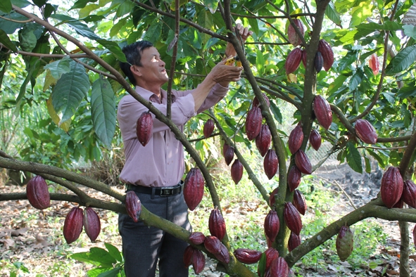 Chăm sóc cây ca cao theo đúng quy trình kỹ thuật được nông dân huyện Ea Kar áp dụng rất tốt.