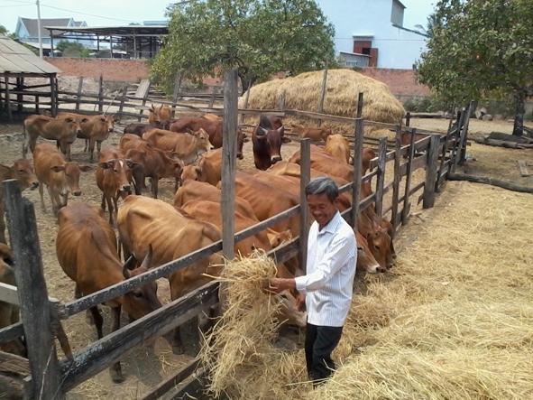 Ông Hà Văn Phúc cho bò ăn.