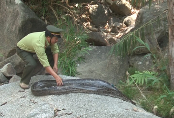 Cá thể trăn đất được lực lượng Kiểm lâm thả về rừng tự nhiên Vườn Quốc gia Cư Yang Sin.