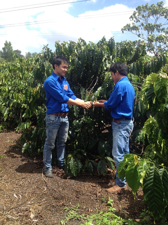 Anh Nguyễn Văn Tiến (bên trái) đang giới thiệu về mô hình trồng cà phê của gia đình cho đoàn viên đến tham quan, học hỏi.