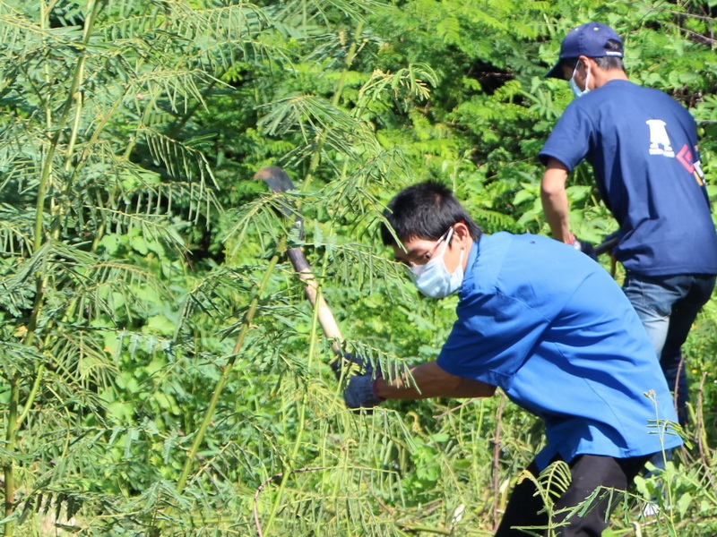 Diệt cây mai dương xung quanh hồ