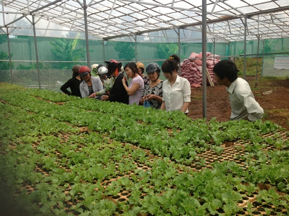 Các đại biểu tham quan vườn rau trồng trong nhà màng  của Trung tâm Ứng dụng khoa học và công nghệ  tại xã Hòa Thắng - TP. Buôn Ma Thuột.