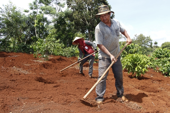 Già Ama Mlen cùng vợ cần mẫn cải tạo đất  để trồng tiêu, phát triển kinh tế.