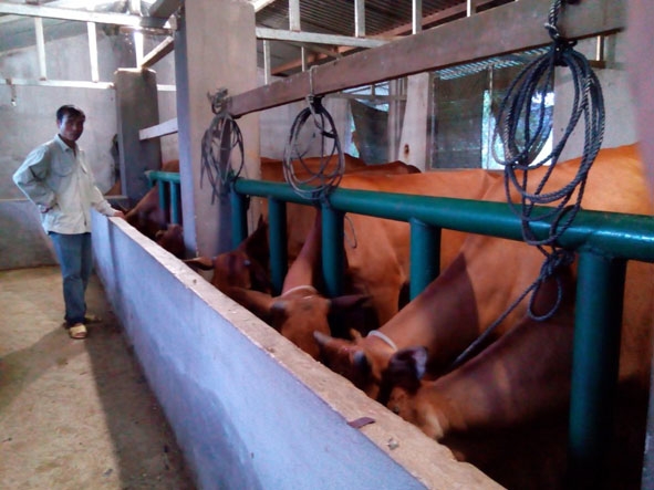 Nhờ đầu tư mô hình chăn nuôi bò bán công nghiệp,  gia đình anh Nguyễn Văn Hợi có thêm thu nhập hàng chục triệu đồng mỗi năm.