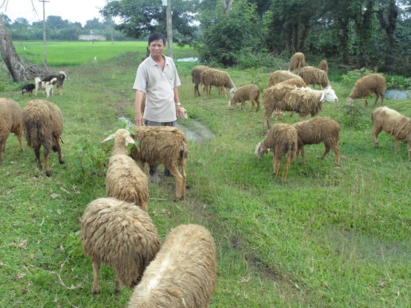 Anh Tô Đức Hòa đang chăn thả cừu lấy thịt của gia đình mình.
