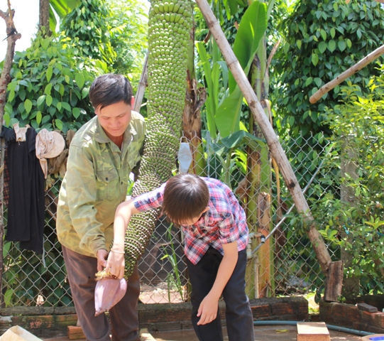 Anh Hải dự định đào hố hoặc chống đỡ để buồng chuối phát triển tối đa