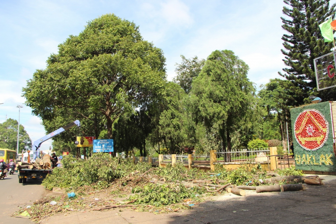 Đến sáng ngày 22-8, khắp nơi trong thành phố là hình ảnh những cây xanh ngã đổ