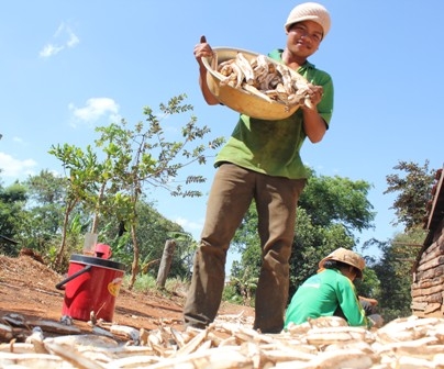 Do các nhà máy không tiêu thụ hết sản lượng sắn, nên nhiều hộ nông dân...