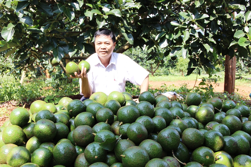 Theo Trưởng phòng Nông nghiệp và Phát triển nông thôn huyện Cư M’gar Phạm Quang Mười thì bơ nghịch vụ là mô hình làm giàu rất cần được nhân rộng.