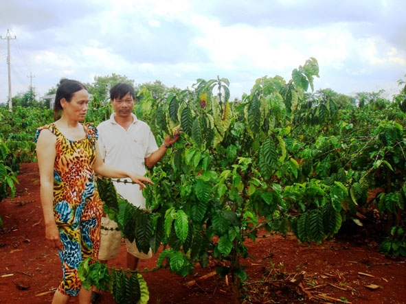  Vợ chồng chị Trần Thị Năm ở xã Ea Kiết luôn biết chăm lo  hạnh phúc gia đình và phát triển kinh tế. 