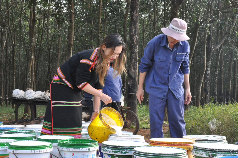 Nông dân huyện Cư M'gar thu hoạch mủ cao su