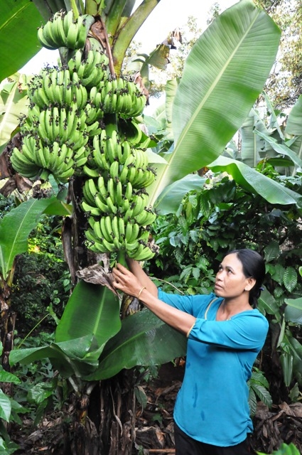 Bà H'Rinh Niê bên cây chuối trổ hai buống