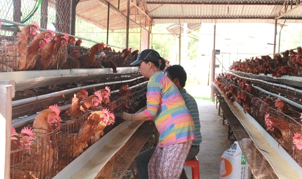 Nông dân ở phường Tân Thành (TP. Buôn Ma Thuột) phát triển đàn gà  theo hướng chăn nuôi tập trung.