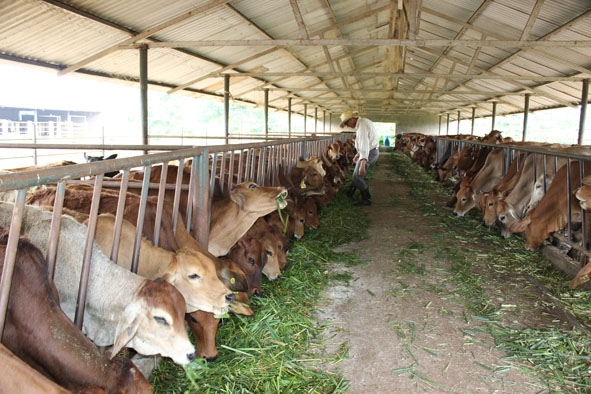 Trại chăn nuôi bò sữa của Công ty Cà phê Ea Pôk.