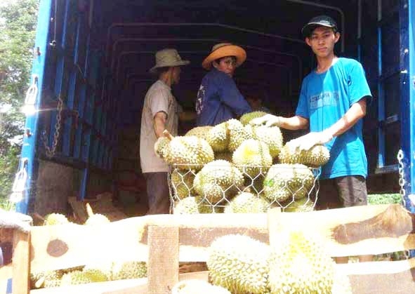 Sầu riêng ở Dak Lak được thương lái thu mua  vận chuyển về các tỉnh phía nam.
