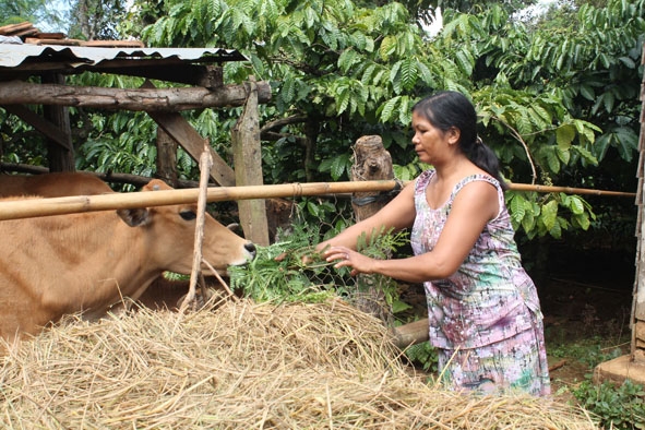 Từ nguồn vốn vay Ngân hàng Chính sách xã hội huyện, vợ chồng H'Yu EEban, xã Cuoorr Dăng (huyện Cư M'gar) đã vươn lên thoát nghèo.