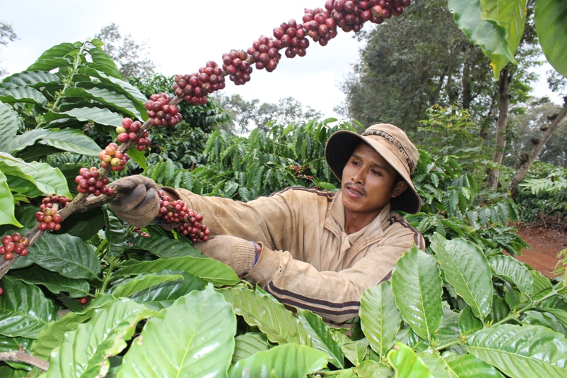 Hộ nhận khoán Công ty TNHH MTV cà phê Thắng Lợi luôn thu hái cà phê chín tại vườn trên 95%