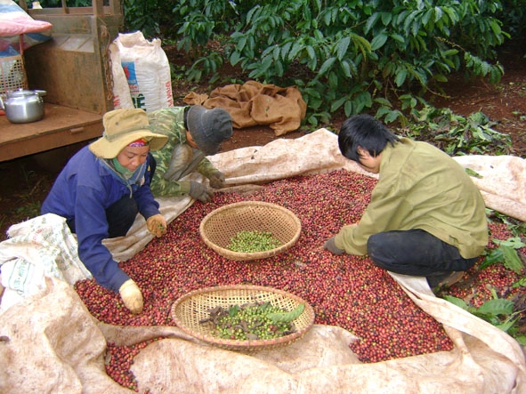 Nhờ liên kết sản xuất nông dân huyện Krông Pak  đã chú trọng đến thu hoạch cà phê chín.