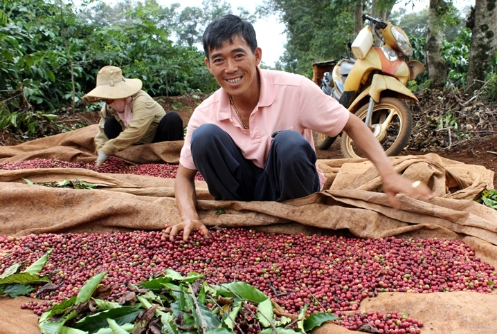 Nhặt sạch lá trước khi cho cà phê vào bao