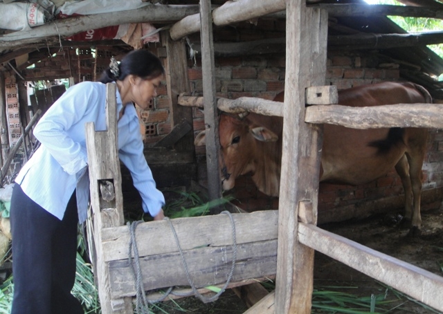 Một hộ nông dân huyện Ea Kar phát triển chăn nuôi từ vốn vay ngân hàng