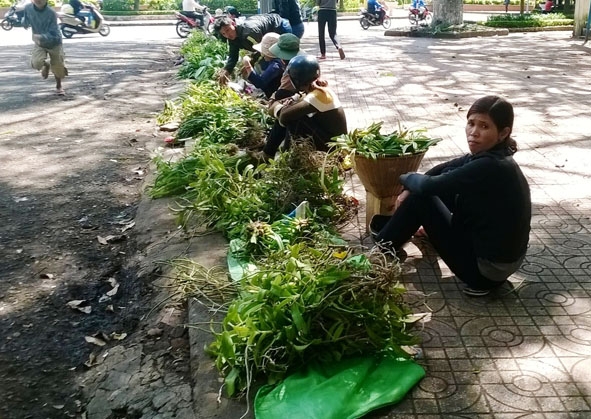                                               Một điểm bán lan rừng trên vỉa hè đường Phan Đình Giót - TP. Buôn Ma Thuột.