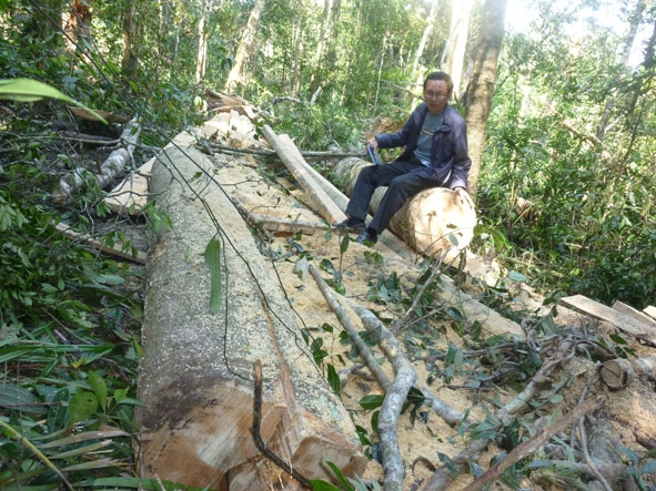 Rừng đầu nguồn thuộc Ban quản lý rừng phòng hộ Krông Năng  quản lý bị chặt phá trái phép để lấy hạt dổi.