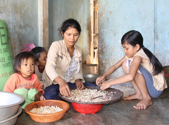 Mẹ con chị H’Nhăn bóc hạt điều thuê kiếm tiền trang trải sinh hoạt cho gia đình.