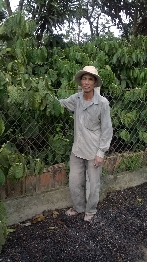 Ông Trương Học bên vườn cà phê  vừa mới thu hoạch.
