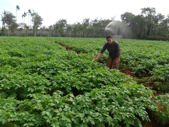 Anh Trương Ngọc Sơn (thôn 6, xã Hòa Thuận) đang kiểm tra  tình hình phát triển của khoai tây.