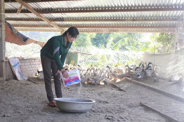 Chị Nguyễn Thị Hà đang chăm sóc đàn vịt đẻ  của gia đình.