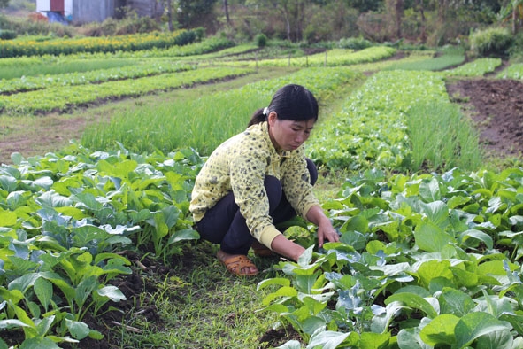 Chị Nguyễn Thị Quý bên mô hình “Trồng rau sạch” của gia đình