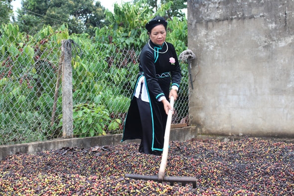 Chị Nông Thị Thào phơi cà phê vừa thu hoạch.